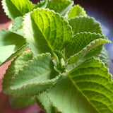 2 Live Cuban Oregano Plant, Oregano Plants Live, Spanish Thyme Vegetable Plants, 3-5 Inch Tall for Outdoor or Indoor Garden