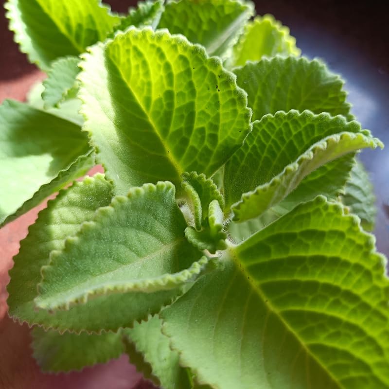 2 Live Cuban Oregano Plant, Oregano Plants Live, Spanish Thyme Vegetable Plants, 3-5 Inch Tall for Outdoor or Indoor Garden