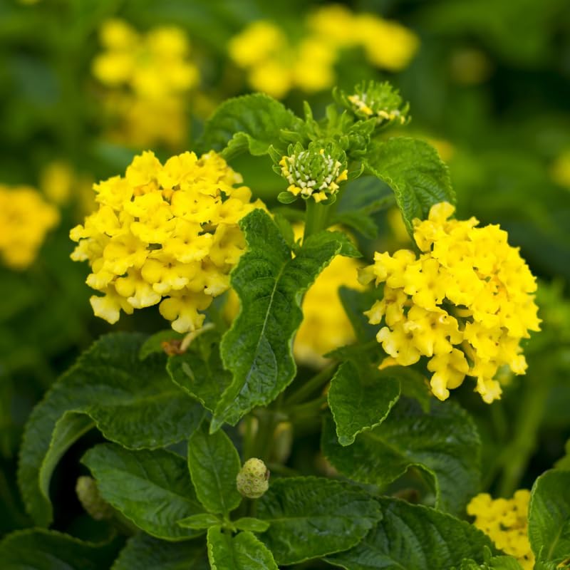 2 Lantana Plants Live, Perennial Live Flowering Lantana, Container Growing 4-9 Inch Tall - Yellow
