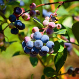 Emerald Blueberry Plant Live in 4’’ Pot, High Yield Blueberries Bush Shrub, Sweet Flavor, Ideal for Home Gardens, Patio Containers