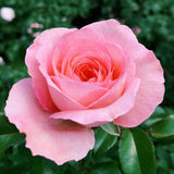 Pink Mini Rose Plant Live, Miniature Rose Bush in 3" Pot, Indoor Outdoor Flowering Plant, Compact Live Rose for Gifts and Gardens