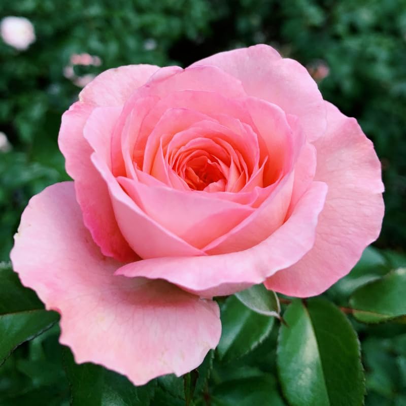 Pink Mini Rose Plant Live, Miniature Rose Bush in 3" Pot, Indoor Outdoor Flowering Plant, Compact Live Rose for Gifts and Gardens