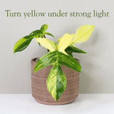 2 Rare Philodendron Live Plants Varieties Collection, Philodendrons Plants Size 5-9 Inc for Indoor Houseplant Décor, Ornamental Tropical Well-Rooted (Green Beauty Philodendron Plants)