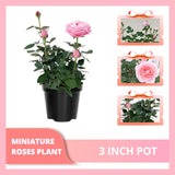 Light Pink Mini Rose Plant Live, Miniature Rose Bush in 3" Pot, Indoor Outdoor Flowering Plant, Compact Live Rose for Gifts and Gardens