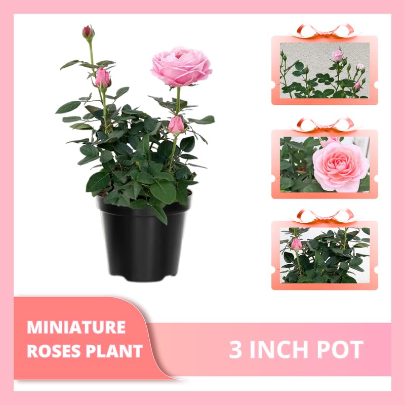 Light Pink Mini Rose Plant Live, Miniature Rose Bush in 3" Pot, Indoor Outdoor Flowering Plant, Compact Live Rose for Gifts and Gardens