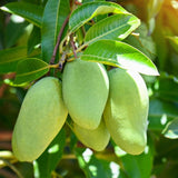 Green Sweet Mango Tree Live, 2 Feet Tall Mango Plant Live in Pot, Tropical Fruit Tree