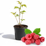Raspberry Plant in 3 Inch Pot, Red Sweet Berries Starter Plant, Raspberry Plants Live for Planting Outdoor
