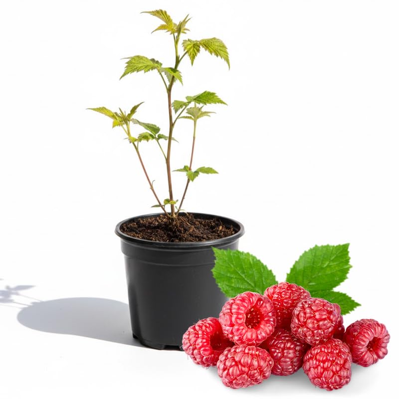 Raspberry Plant in 3 Inch Pot, Red Sweet Berries Starter Plant, Raspberry Plants Live for Planting Outdoor