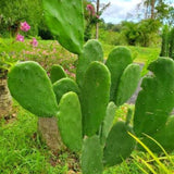 Green Prickly Pear Cactus Plant Live, Prickly Pear Cactus Live Plant Pot for Gardening