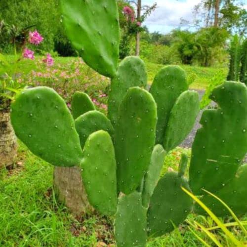 Green Prickly Pear Cactus Plant Live, Prickly Pear Cactus Live Plant Pot for Gardening
