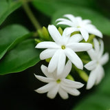 Common Jasmine Plant Live, Arabian Jasmine Flowering Vine Plant 4-9 Inch, Climbing Jasmines Well Rooted Houseplant Indoor Outdoor