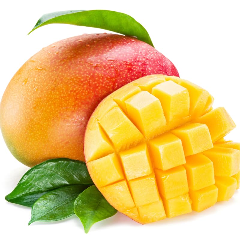 Julie Mango Tree Live Plant, 2 Feet Tall, Tropical Mango Fruit Tree for Outdoor Planting