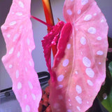 Combo 4 Begonias Houseplant Live Indoor, Mix Begonia Maculata Live Plant, Random Begonias Live Plants Outdoor, 4 to 8 Inc Tall