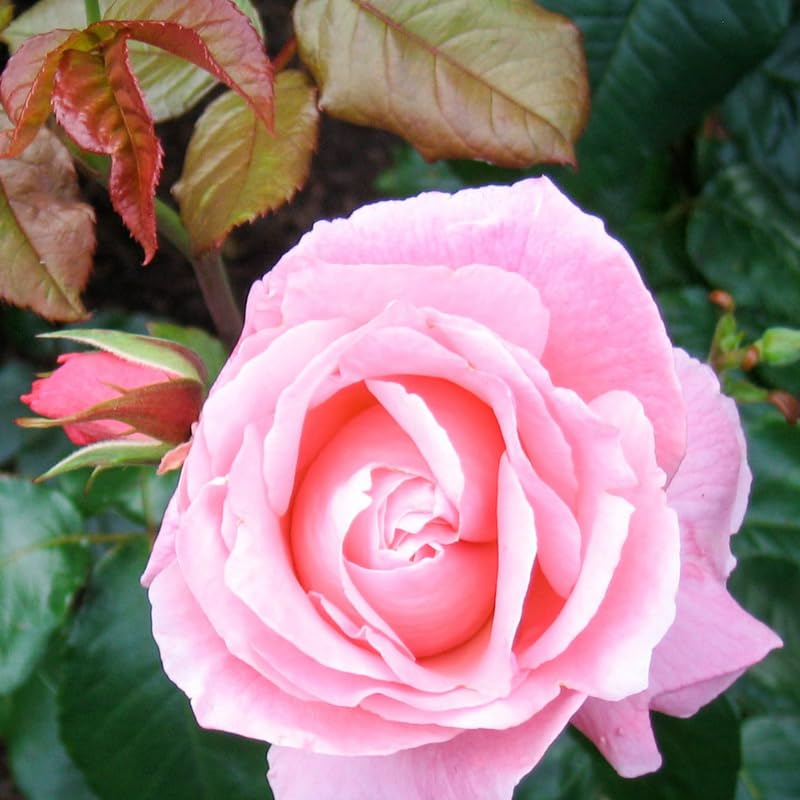 Rose Plant Live Ready to Grow Outdoor Indoor, 5-9 Inc Tall, Heirloom Rose Bush Live Plant for Planting, Fragrant Flowers Vibrant Blooms (Pink Rose)
