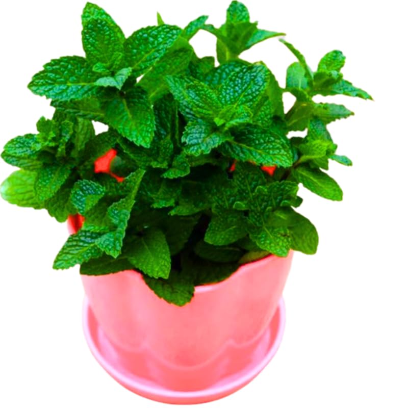 TANKDA Sets 2 Live Mint Plants Herb in 3.5" Pot, Fresh Peppermint for Indoor Outdoor Growing, Spring Planting, 5-9" in Tall