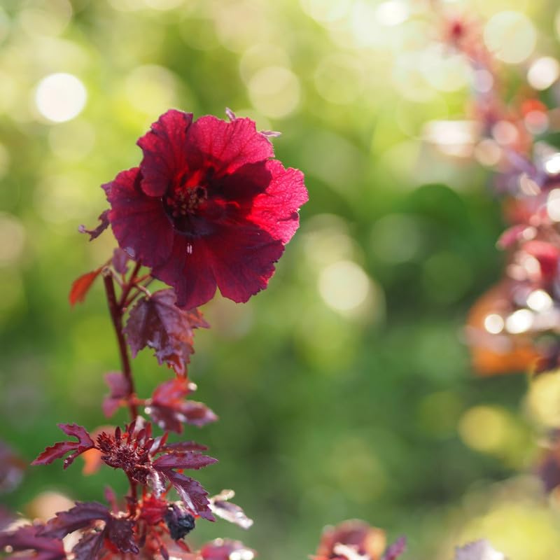 Cranberry Hibiscus Plants Live, 2 Live Plants, Live Red Hibiscus Plant Starter Plants, 3 Inches and 6 Inches in Height