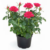Magenta Mini Rose Plant Live, Miniature Rose Bush in 3" Pot, Indoor Outdoor Flowering Plant, Compact Live Rose for Gifts and Gardens
