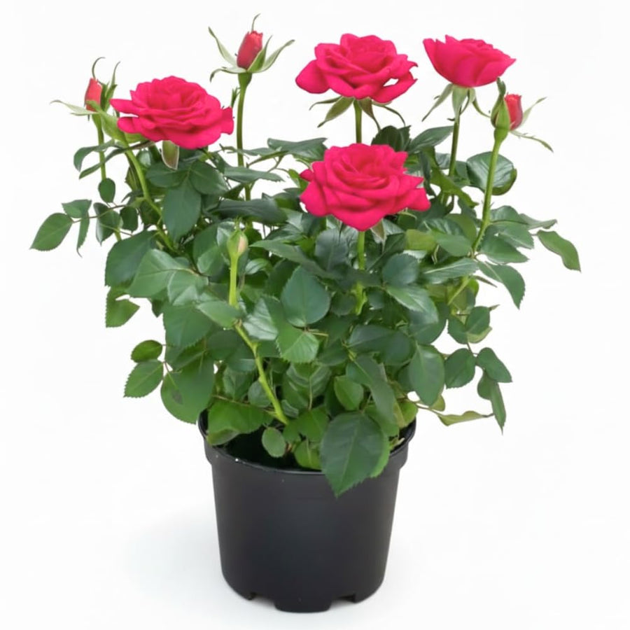 Magenta Mini Rose Plant Live, Miniature Rose Bush in 3" Pot, Indoor Outdoor Flowering Plant, Compact Live Rose for Gifts and Gardens