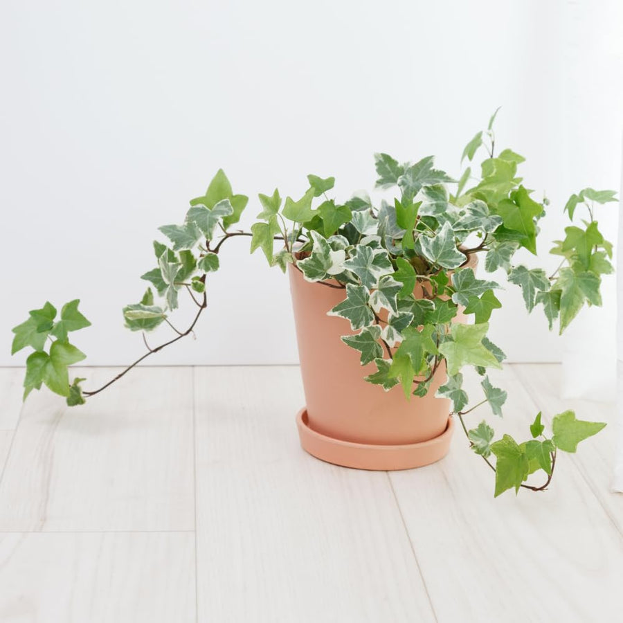 Variegated Ivy Live Plant in 6 Inch Pot, English Ivy Live Outdoor Indoor, Hardy Vine Plant Groundcover Houseplant