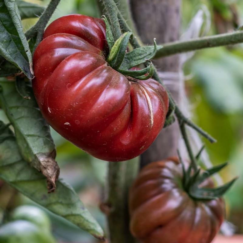 Lot 4 Tomato Plants Live for Planting Outdoors, Large and Juicy Tomatoes, Well Rooted, 6 to 8 Inch - Black Krim Tomato