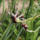 50 Walking Onion Seeds for Planting - Hardy Egyptian Onion Seeds, Perennial Heirloom Vegetable Plant Seed for Outdoor Garden