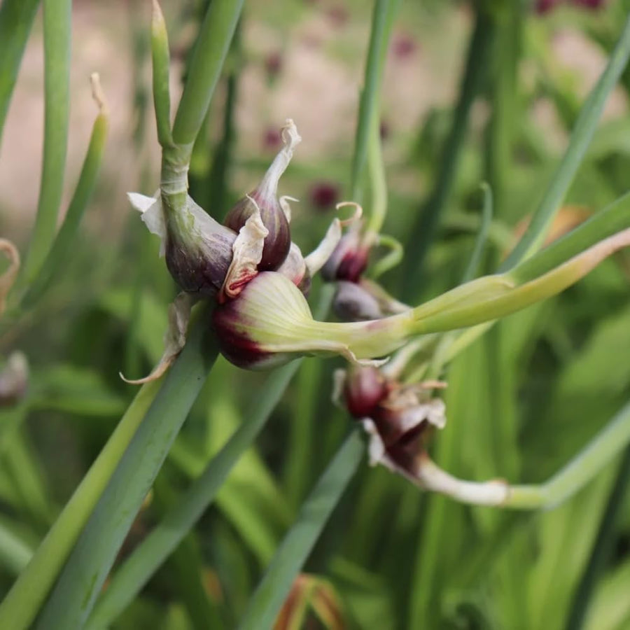 50 Walking Onion Seeds for Planting - Hardy Egyptian Onion Seeds, Perennial Heirloom Vegetable Plant Seed for Outdoor Garden
