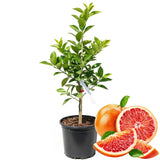 Blood Orange Tree Live Plant, 3 Feet Tall Grafted Citrus Tree, Sweet Red Orange Fruit Tree for Outdoor Planting