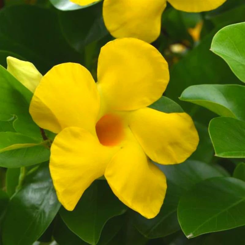Yellow Mandevilla Live Plants Vine, Set 2 Plants, Live Mandevilla Flower Plants Gardening Indoor Planting Outdoor