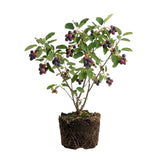 2 Serviceberry Bare Root Plants 14-16 Inches Tall, Cold Hardy Berry Plant for Outdoor Garden, Ready to Grow