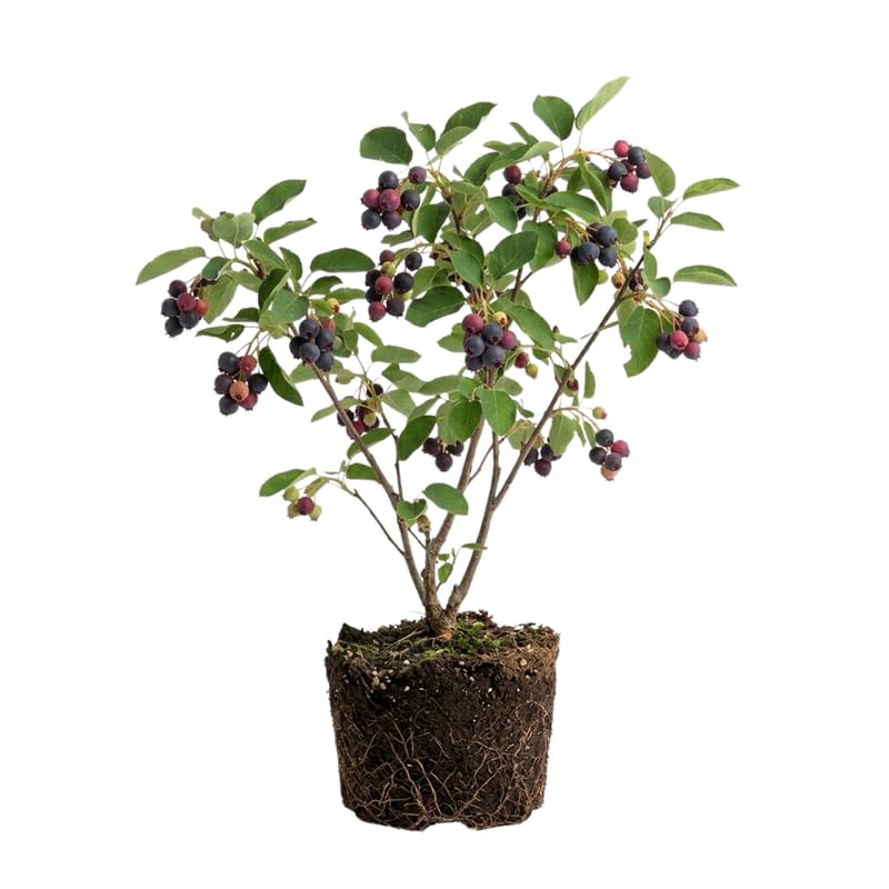 2 Serviceberry Bare Root Plants 14-16 Inches Tall, Cold Hardy Berry Plant for Outdoor Garden, Ready to Grow