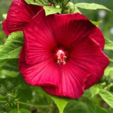 Hibiscus Flower Plant, Hibiscus Plants Live, Giant Red, Zone 10 to 12, Size 5 to 7 Inch Tall