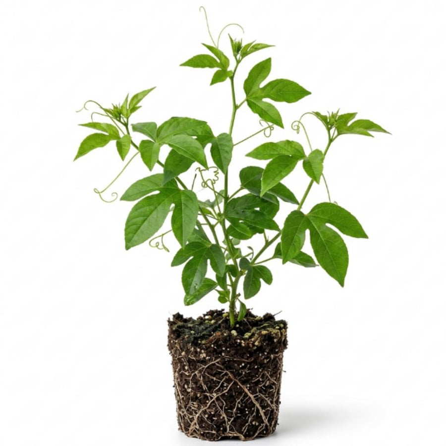 Maypop Passion Flower Live Plant 4-7 Inch - Passiflora Incarnata Purple Passionflower Vine, Cold Hardy Perennial Passion Fruit Vine, Plants in Soil, No Pot