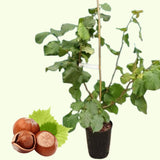 10 Months Old American Hazelnut Trees Live Plants, Dormant Hazelnut Trees in Winter