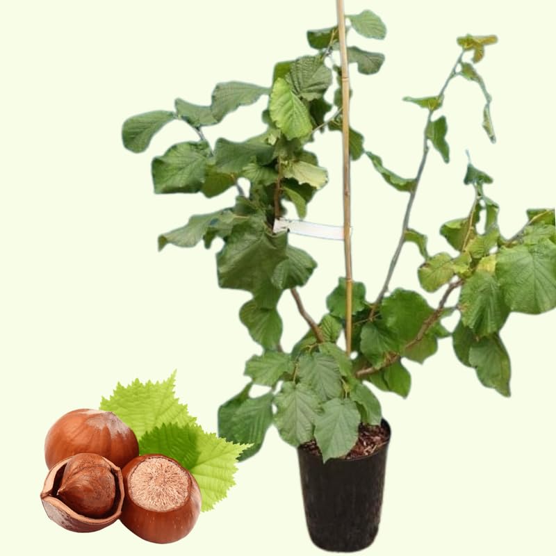 10 Months Old American Hazelnut Trees Live Plants, Dormant Hazelnut Trees in Winter