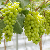 Green Grape Plant Live Bareroot 1 Feet Tall, in Pot, Grape Vine Live Plant, Grape Fruit Tree Live Plant for Planting