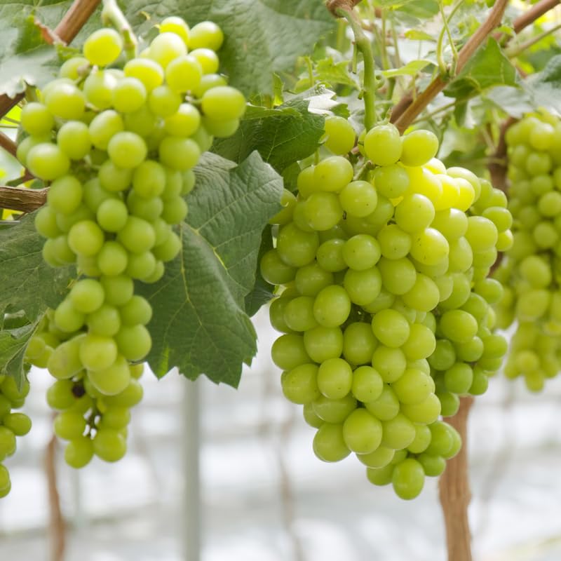 Green Grape Plant Live Bareroot 1 Feet Tall, in Pot, Grape Vine Live Plant, Grape Fruit Tree Live Plant for Planting