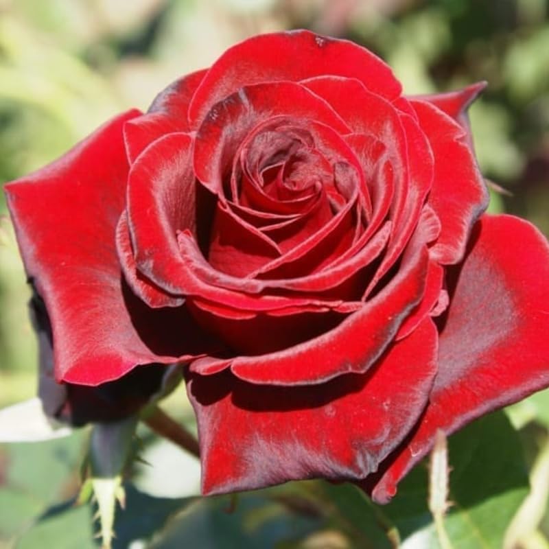 Well-Rooted Rose Live Plant, Climbing Roses Live Plant, Fragrant Climber Plant for Planting, No Leaf, Trim Back, 5-9" in Tall, Bare Root (Black Velvet)