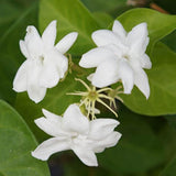 2 Jasmine Plants Live, Jasmine Flower Plant, 5 Inc Long, Annual Blooming Climbing Vine (Maid of Orleans Arabian)