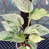Variegated Green Yellow Pothos Live Plant, 4-6" Tall Hanging Houseplant, Pothos Plant for Indoor Outdoors Garden, Live Houseplants Without Pot