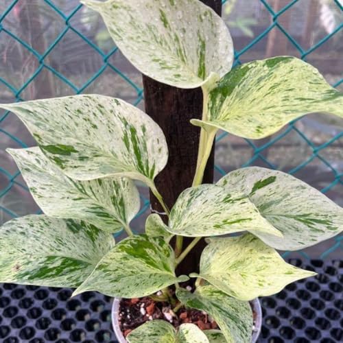 Variegated Green Yellow Pothos Live Plant, 4-6" Tall Hanging Houseplant, Pothos Plant for Indoor Outdoors Garden, Live Houseplants Without Pot