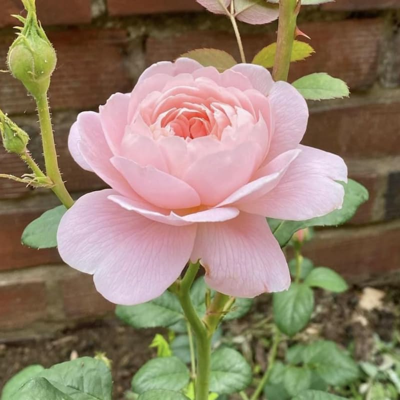 Light Pink Climbing Roses Live Plants 7 Months Old, Rose Bushes Ready to Plant 5-9" Tall, Very Fragrant, Can Grow As Climber or Bush Tree or Trellises, Walls, Fences