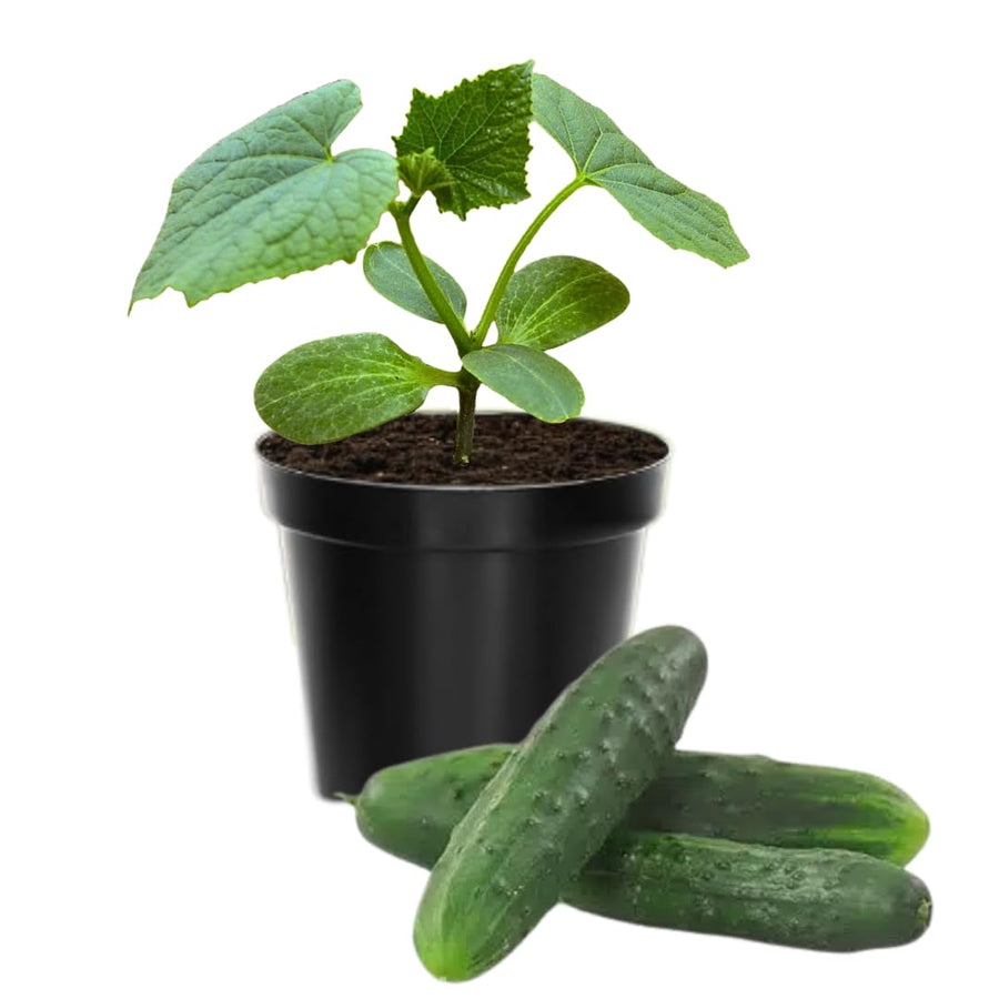 Cucumber Plants Live in 4'' Pot, Vegetable Plants, Cucumber Live Plants for Outdoor Planting, Live Green Cucumbers Plants
