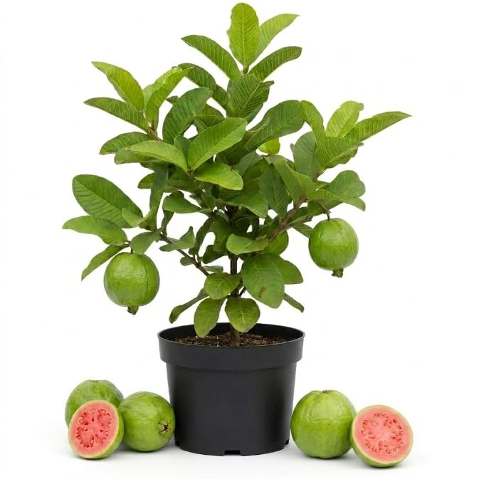 Pink Guava Tree Live Plant, Guava Plant Live, 8 to 10 Inches Tall, Sweet Tropical Fruit Tree for Indoor Outdoor Growing