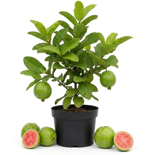 Pink Guava Tree Live Plant, Guava Plant Live, 8 to 10 Inches Tall, Sweet Tropical Fruit Tree for Indoor Outdoor Growing