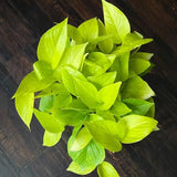 Neon Pothos Live Plant, 4-6" Tall Hanging Houseplant, Pothos Plant for Indoor Outdoors Garden, Live Houseplants Without Pot
