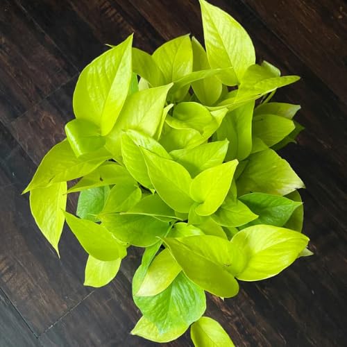 Neon Pothos Live Plant, 4-6" Tall Hanging Houseplant, Pothos Plant for Indoor Outdoors Garden, Live Houseplants Without Pot