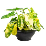 2 Variegated Philodendron Live Plant 5-9" Tall, Rare Tropical Indoor Houseplant Home Garden