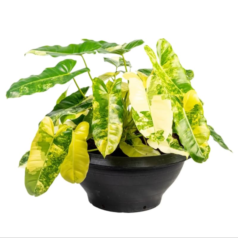 2 Variegated Philodendron Live Plant 5-9" Tall, Rare Tropical Indoor Houseplant Home Garden