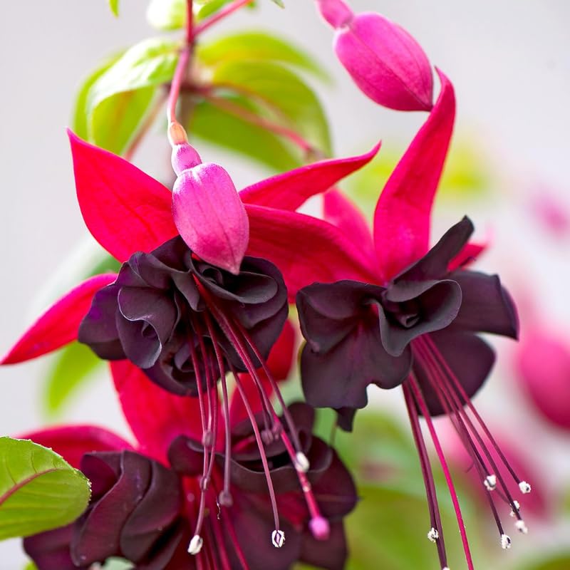 Black Fuchsia Plant Live, Hanging Basket Flower, 4-9" Tall, Hardy Fuchsia Vine for Shade Gardens, USDA Zones 8-11