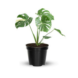 2 Swiss Cheese Plants Live, Monstera Live Plants, Swiss Cheese Philodendron House Plants for Planting, Rare Leaf Monstera 4 to 6 Leaves (Monstera Deliciosa Round Leaf)